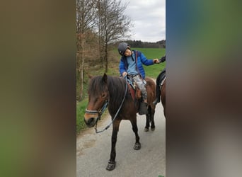 Meer ponys/kleine paarden, Ruin, 5 Jaar, 132 cm, Bruin
