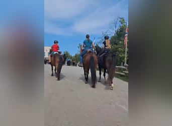 Meer ponys/kleine paarden, Ruin, 5 Jaar, 132 cm, Bruin