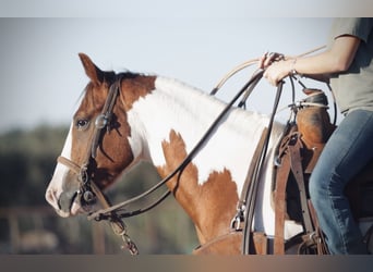 Meer ponys/kleine paarden, Ruin, 5 Jaar, 137 cm, Gevlekt-paard