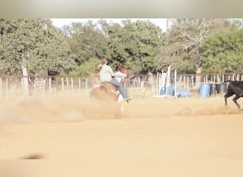 Meer ponys/kleine paarden, Ruin, 5 Jaar, 137 cm, Gevlekt-paard