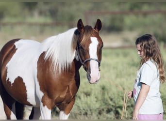 Meer ponys/kleine paarden, Ruin, 5 Jaar, 137 cm, Gevlekt-paard