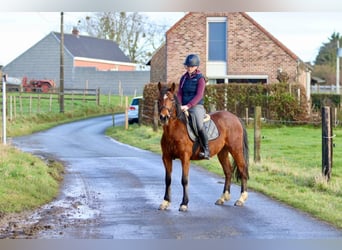 Meer ponys/kleine paarden, Ruin, 5 Jaar, 140 cm, Bruin
