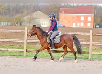 Meer ponys/kleine paarden, Ruin, 5 Jaar, 140 cm, Bruin