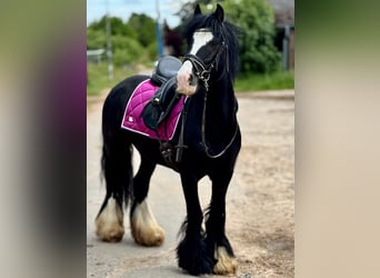 Meer ponys/kleine paarden, Ruin, 5 Jaar, 140 cm, Zwart