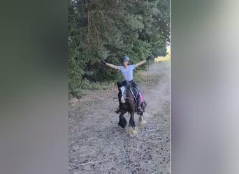 Meer ponys/kleine paarden, Ruin, 5 Jaar, 140 cm, Zwart