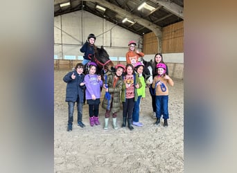 Meer ponys/kleine paarden, Ruin, 5 Jaar, 142 cm, Bruin