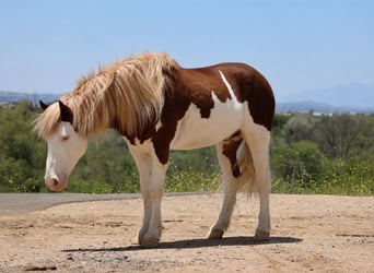 Meer ponys/kleine paarden, Ruin, 5 Jaar, 142 cm, Gevlekt-paard