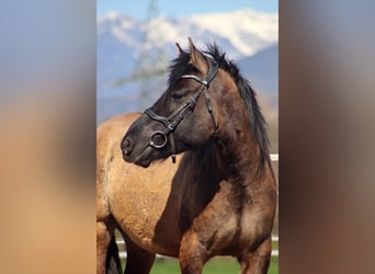 Meer ponys/kleine paarden, Ruin, 5 Jaar, 145 cm, Grullo