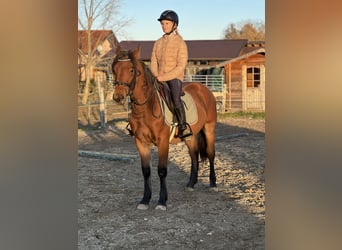 Meer ponys/kleine paarden, Ruin, 5 Jaar, 145 cm, Lichtbruin