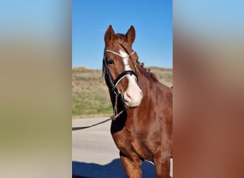 Meer ponys/kleine paarden, Ruin, 5 Jaar, 145 cm, Vos