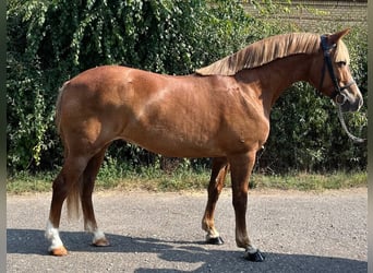 Meer ponys/kleine paarden, Ruin, 5 Jaar, 145 cm, Vos