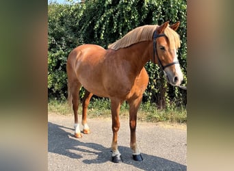 Meer ponys/kleine paarden, Ruin, 5 Jaar, 145 cm, Vos