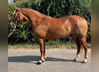 Meer ponys/kleine paarden, Ruin, 5 Jaar, 145 cm, Vos