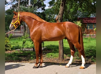 Meer ponys/kleine paarden, Ruin, 5 Jaar, 146 cm