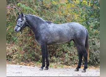Meer ponys/kleine paarden, Ruin, 5 Jaar, 147 cm, Appelschimmel