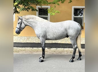 Meer ponys/kleine paarden, Ruin, 5 Jaar, 147 cm, Appelschimmel