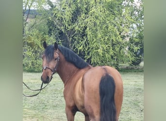 Meer ponys/kleine paarden, Ruin, 5 Jaar, 147 cm, Bruin