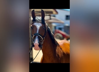 Meer ponys/kleine paarden, Ruin, 5 Jaar, 148 cm, Bruin