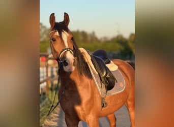 Meer ponys/kleine paarden, Ruin, 5 Jaar, 148 cm, Bruin