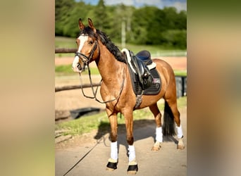 Meer ponys/kleine paarden, Ruin, 5 Jaar, 148 cm, Bruin