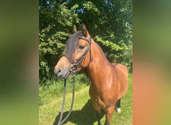 Meer ponys/kleine paarden, Ruin, 5 Jaar, 148 cm