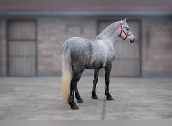 Meer ponys/kleine paarden, Ruin, 5 Jaar, 148 cm, Schimmel