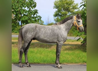 Meer ponys/kleine paarden, Ruin, 5 Jaar, 148 cm, Schimmel