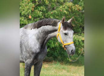 Meer ponys/kleine paarden, Ruin, 5 Jaar, 148 cm, Schimmel