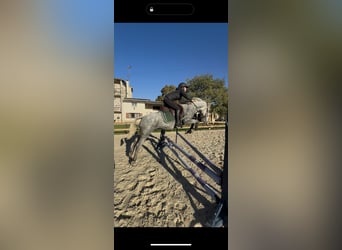 Meer ponys/kleine paarden, Ruin, 5 Jaar, 148 cm, Schimmel