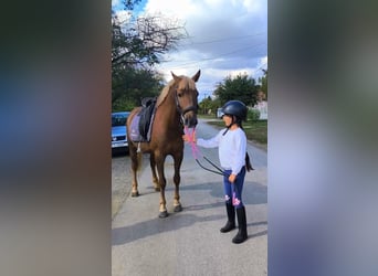 Meer ponys/kleine paarden, Ruin, 5 Jaar, 148 cm, Vos