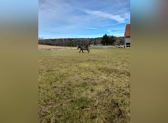 Meer ponys/kleine paarden Mix, Ruin, 5 Jaar, 149 cm, Brown Falb schimmel