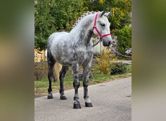 Meer ponys/kleine paarden, Ruin, 5 Jaar, 149 cm, Schimmel