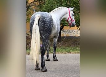 Meer ponys/kleine paarden, Ruin, 5 Jaar, 149 cm, Schimmel