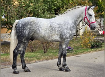 Meer ponys/kleine paarden, Ruin, 5 Jaar, 149 cm, Schimmel
