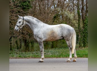 Meer ponys/kleine paarden, Ruin, 5 Jaar, 150 cm, Appelschimmel
