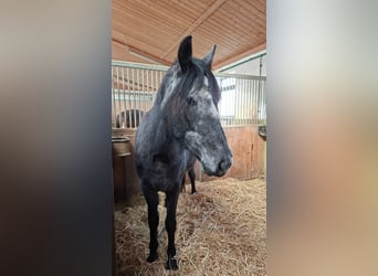 Meer ponys/kleine paarden Mix, Ruin, 5 Jaar, 150 cm, Blauwschimmel