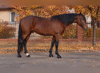 Meer ponys/kleine paarden, Ruin, 5 Jaar, 150 cm, Bruin