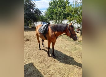 Meer ponys/kleine paarden Mix, Ruin, 5 Jaar, 150 cm, Bruin