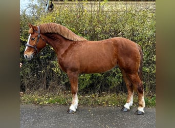 Meer ponys/kleine paarden, Ruin, 5 Jaar, 152 cm, Bruin