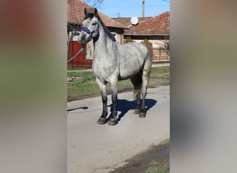 Meer ponys/kleine paarden, Ruin, 5 Jaar, 153 cm, Schimmel