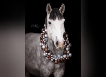 Meer ponys/kleine paarden Mix, Ruin, 5 Jaar, 154 cm, Appelschimmel