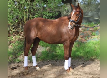 Meer ponys/kleine paarden, Ruin, 5 Jaar, 154 cm, Donkere-vos