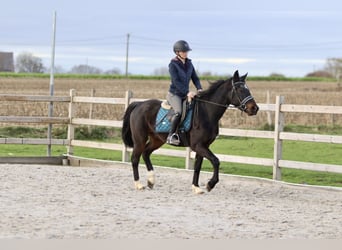 Meer ponys/kleine paarden, Ruin, 5 Jaar, 154 cm, Zwart