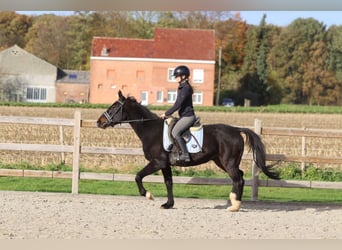 Meer ponys/kleine paarden, Ruin, 5 Jaar, 154 cm, Zwart
