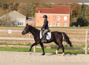 Meer ponys/kleine paarden, Ruin, 5 Jaar, 154 cm, Zwart