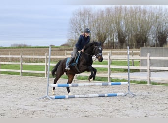 Meer ponys/kleine paarden, Ruin, 5 Jaar, 154 cm, Zwart