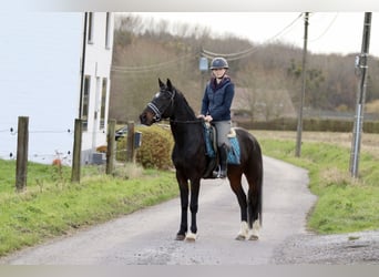 Meer ponys/kleine paarden, Ruin, 5 Jaar, 154 cm, Zwart