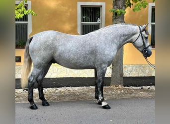 Meer ponys/kleine paarden, Ruin, 5 Jaar, 155 cm, Schimmel