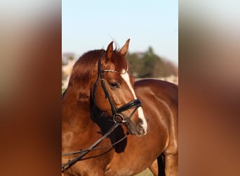 Meer ponys/kleine paarden Mix, Ruin, 5 Jaar, 155 cm, Vos