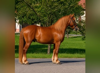 Meer ponys/kleine paarden, Ruin, 5 Jaar, 156 cm, Vos